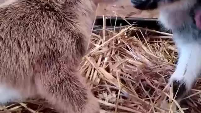 New Born Baby Goat-Buckling Flirting/Nigerian Dwarf Goat