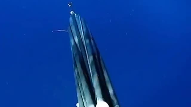 Spear Fishing
