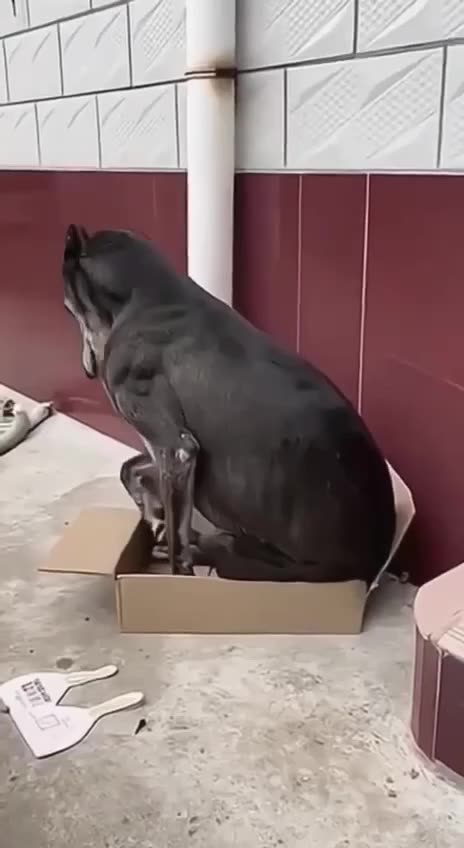 Dog thinks he’s a cat now