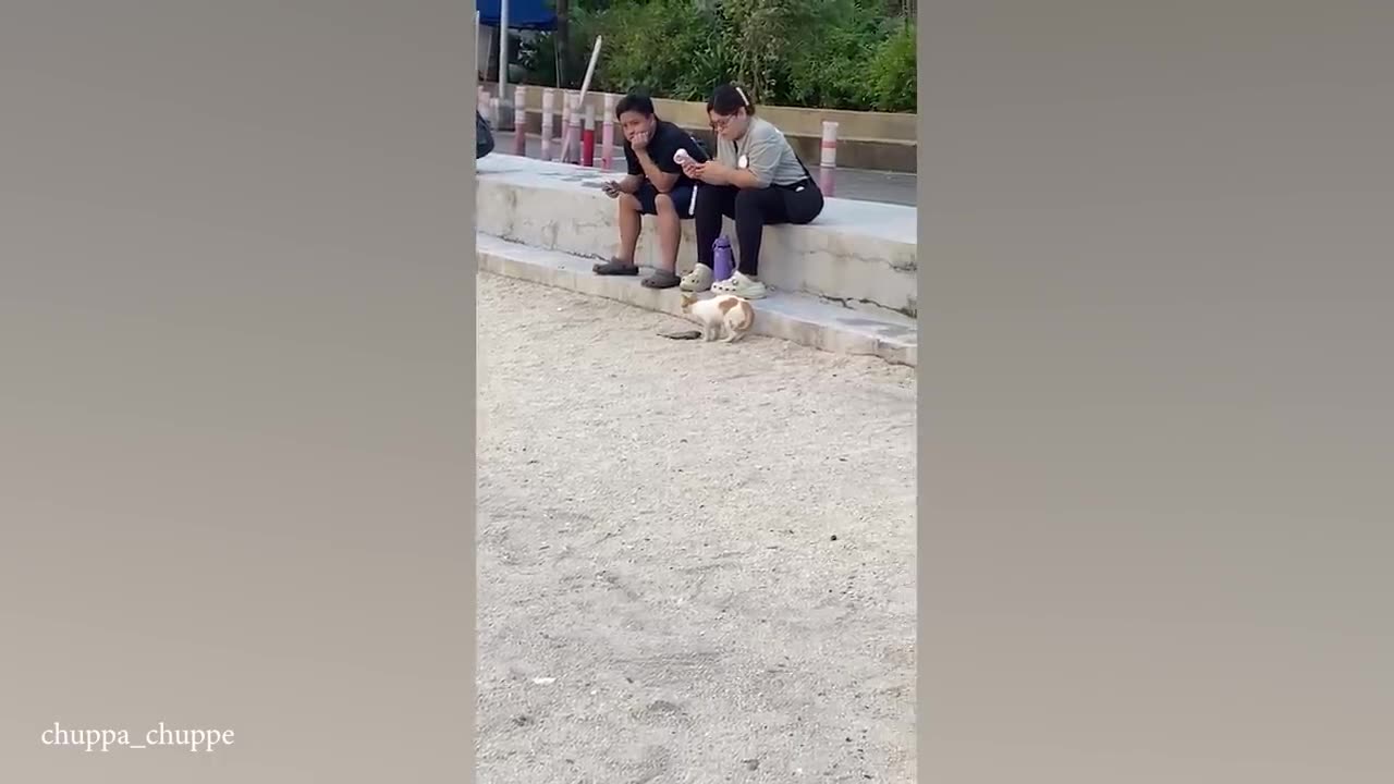 Funny cats