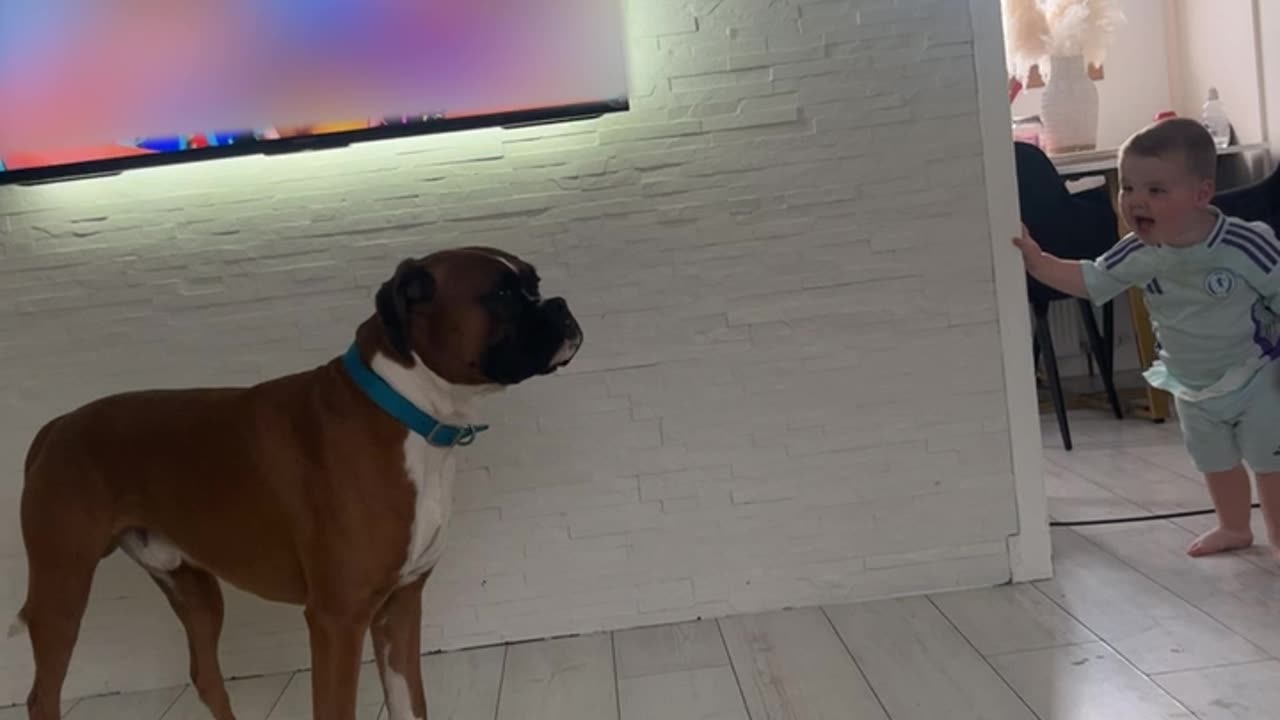 Boxer And Boy Share Adorable Kiss