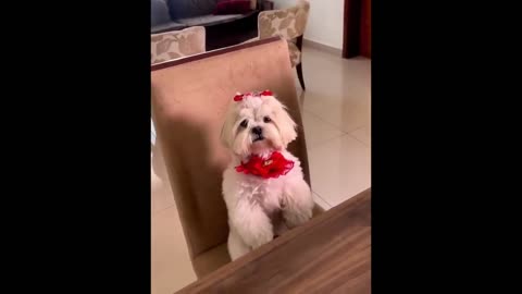 funny animals plays
