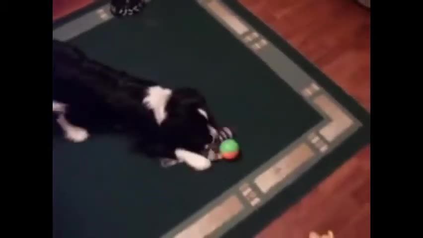 Dogs Playing with Squeaky Toys Compilation 2022