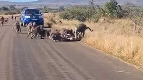 Monkey vs leopard fight