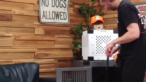 Reintroducing the Recall to Your Dog Part 2