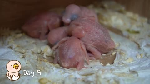 Watch 5 baby budgies growing day by day20