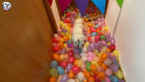 Perro vs 1000 Globos de Colores Celebrando el Cumpleano de Dasha Anima Dog