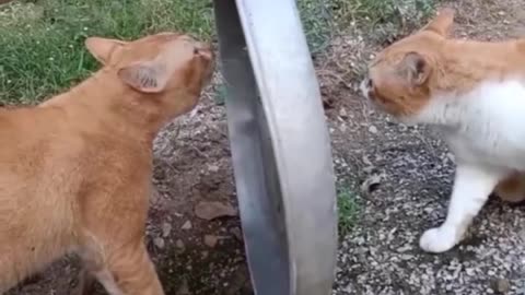 silly 🐈 cat fighting 🤣😂