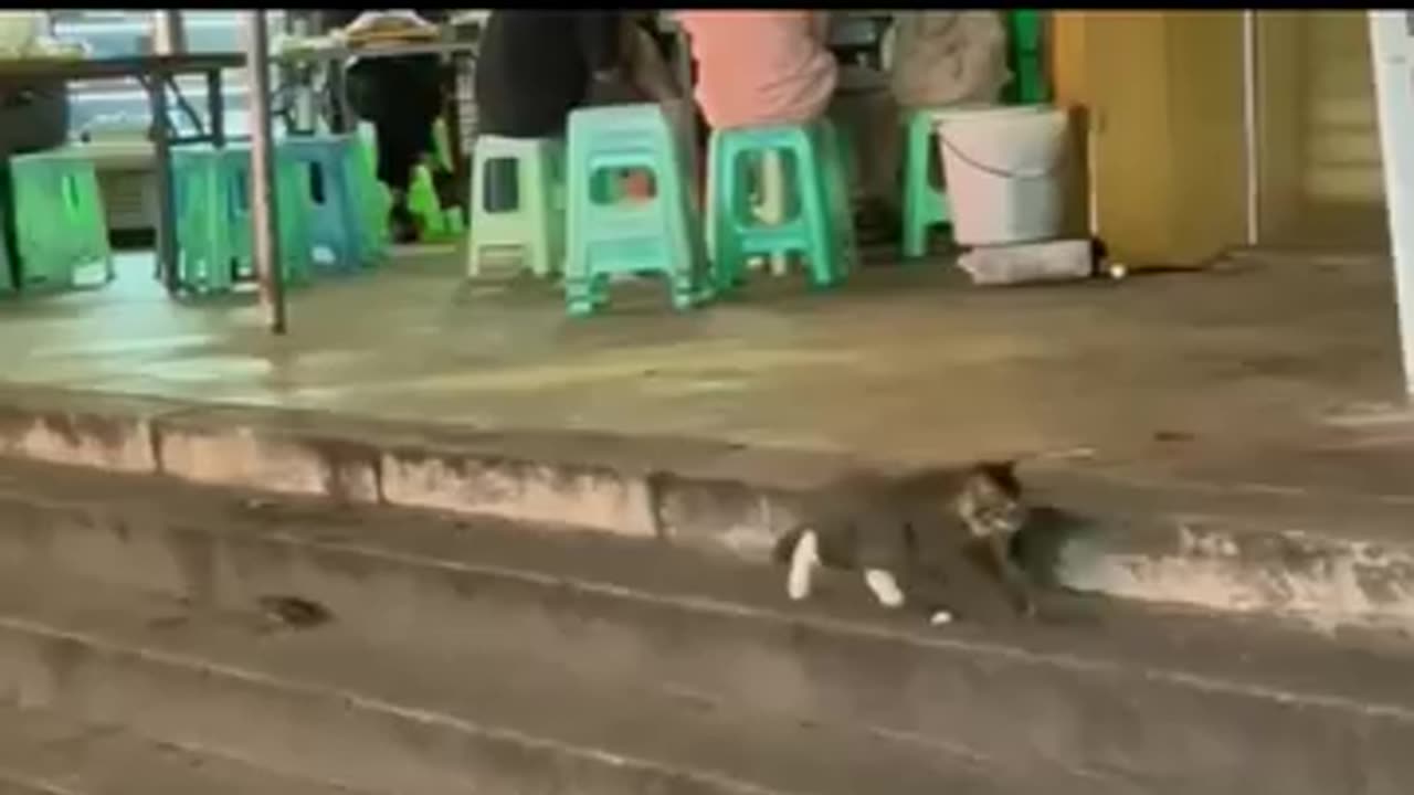 Cat##video#rumble#viral