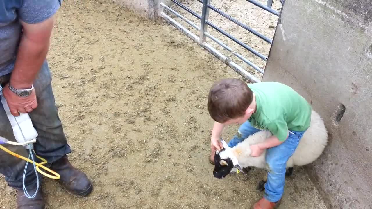 4 year old catches sheep!