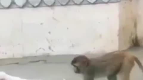 Dog and monkey fight