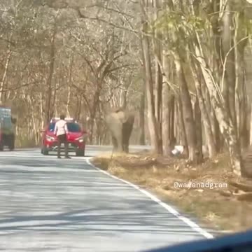 Elephant charges 2 men in Kerala, India