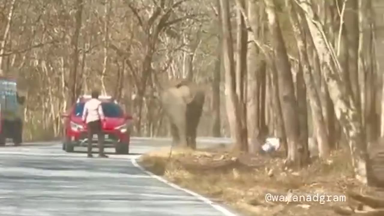 Elephant charges 2 men in Kerala, India