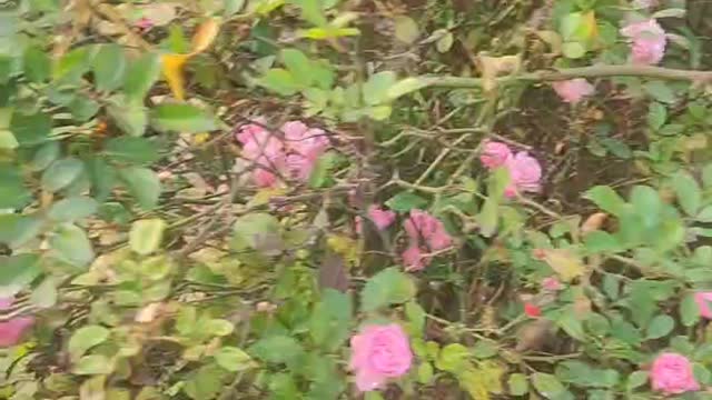 These little red flowers are very beautiful