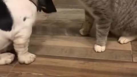 hes like “how do you like it”