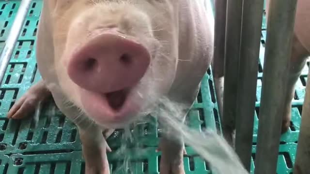 Ha ha ha, little pigs don't look very smart when drinking water