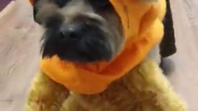 Puppy Dressed up as Ewok!