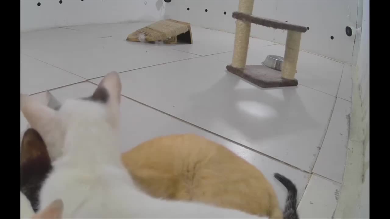 Adorable Trio of Cats Lounging in Cozy Room! ___