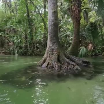 Waterboarding in the springs of Florida