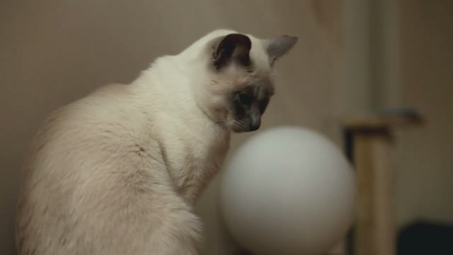 White cat sitting by window