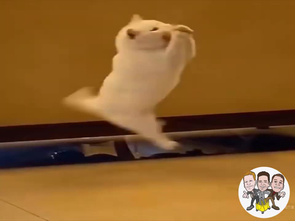 Top Funny Cat Videos cute pets and funny animals cute pets compilation cute animals
