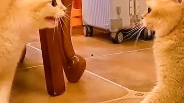 The cat on the left cursed too fiercely!