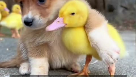 Quacking Bonds 🦆🐶: Celebrating the Unlikely Duck and Dog Friendship 🌟"