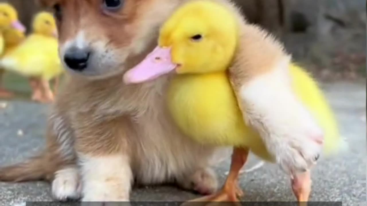 Quacking Bonds 🦆🐶: Celebrating the Unlikely Duck and Dog Friendship 🌟"