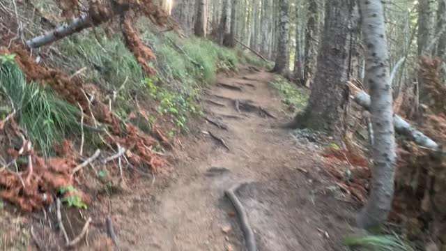 Oregon - Mount Hood - Climbing Up Very Steep Old Growth Forest Section