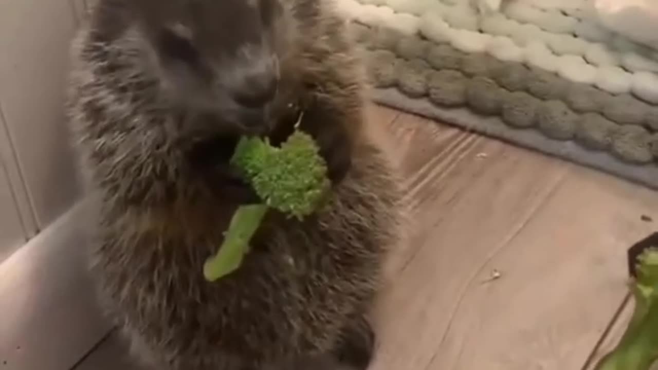 Marmots broccoli commercial 👍😊