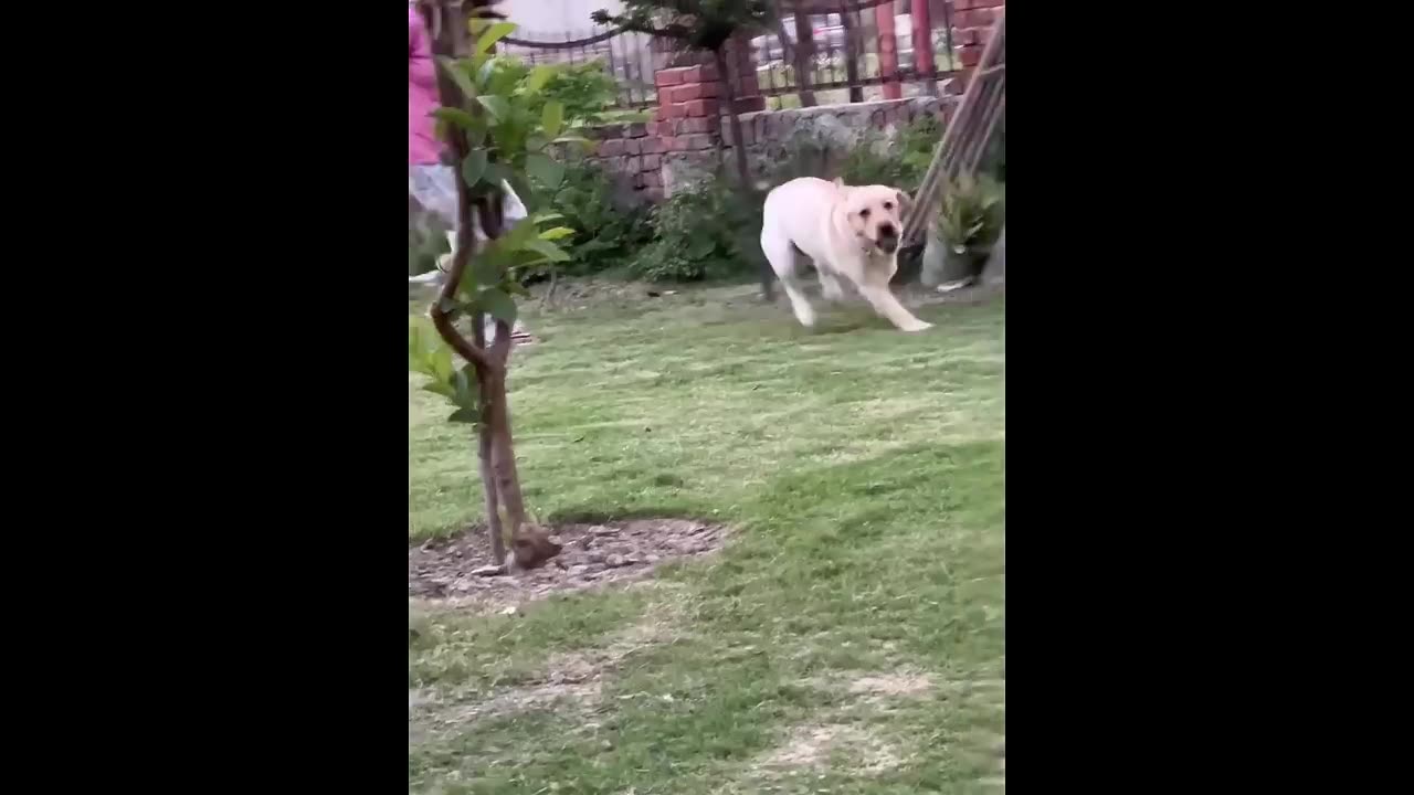 New Funny Animals π Funniest Cats and Dogs Videos πΊπΆ