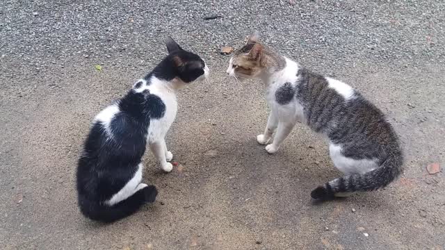 Cats Fighting