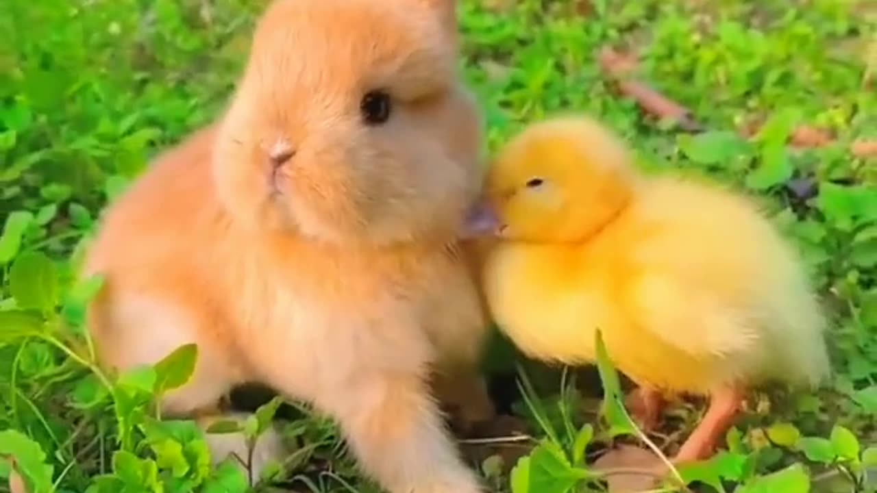 Cute rabbits with chicks