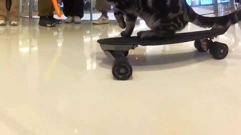 Skates cat