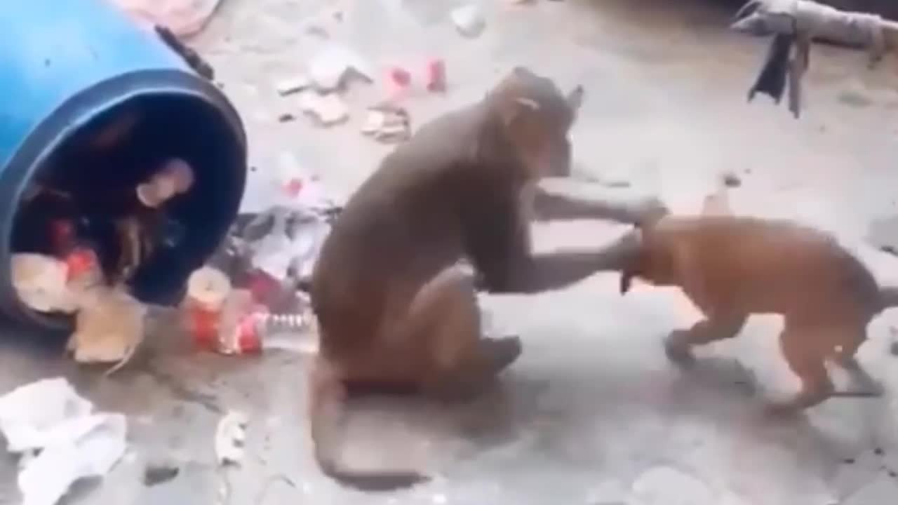 cute monkey and dog