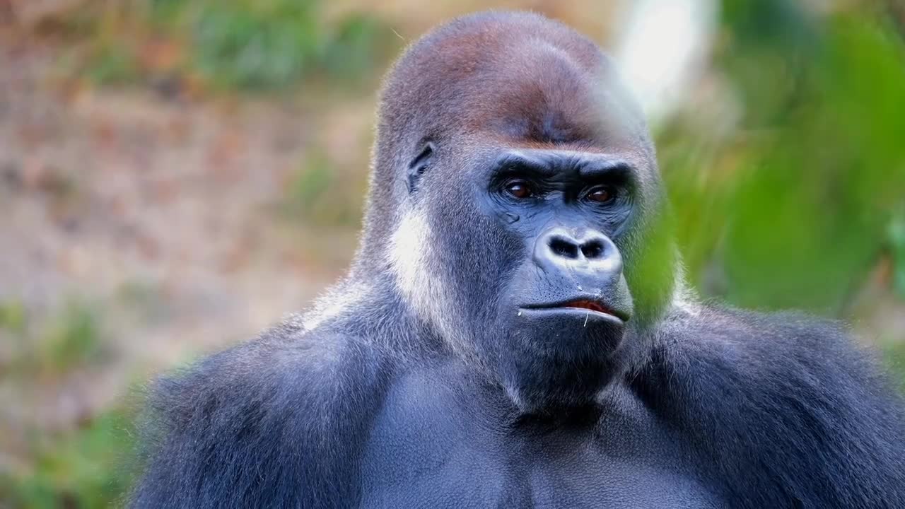 Gorilla