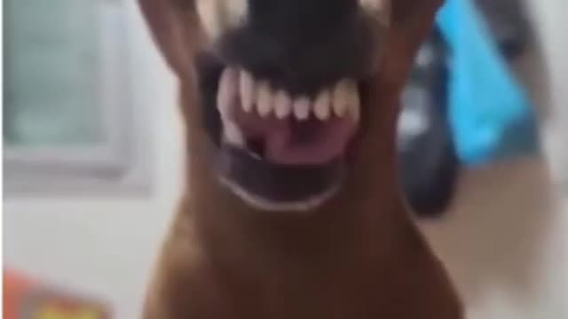 Dog showing teeth smiling dog funny