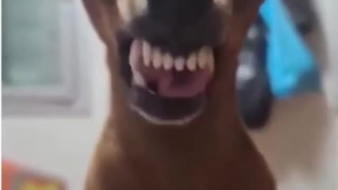 Dog showing teeth smiling dog funny