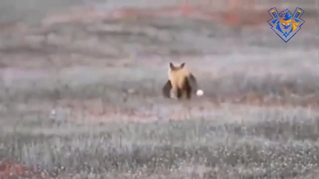Eagle attack & hunt. Best moments ever.