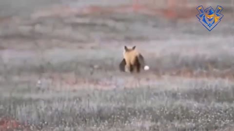 Eagle attack & hunt. Best moments ever.
