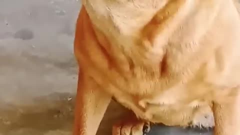 Dog video short