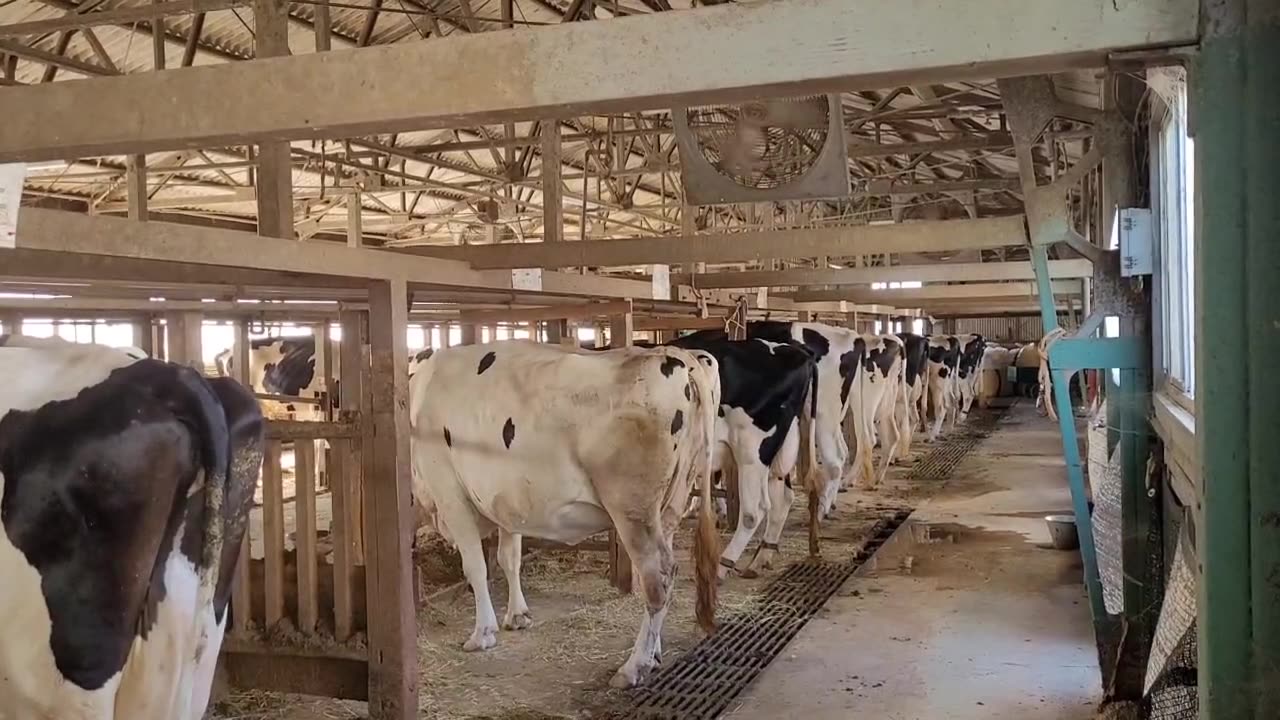 Milkcows in Japan (2)