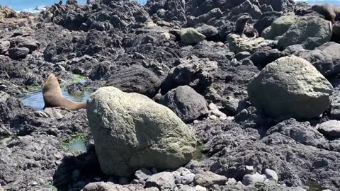 Seal Colony