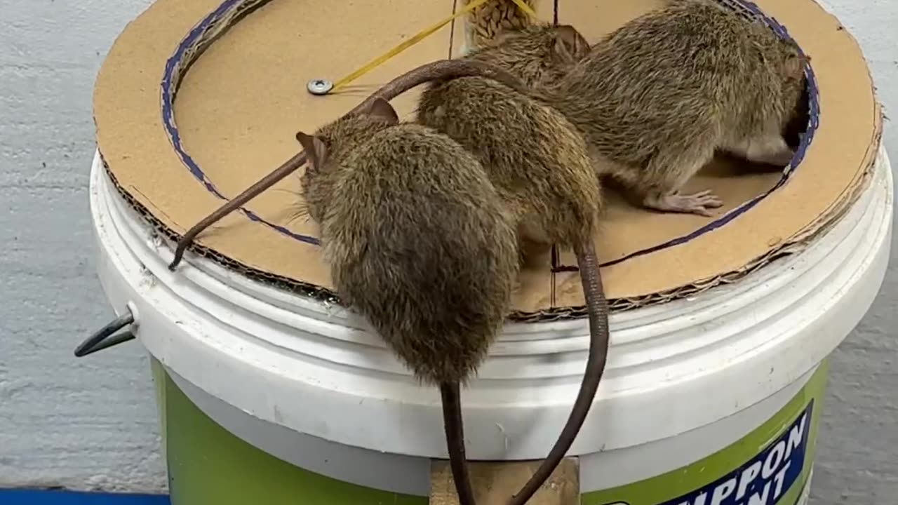 Best mouse trap idea-- good rat trap at home 2024 #rattrap #rat #mousetrap