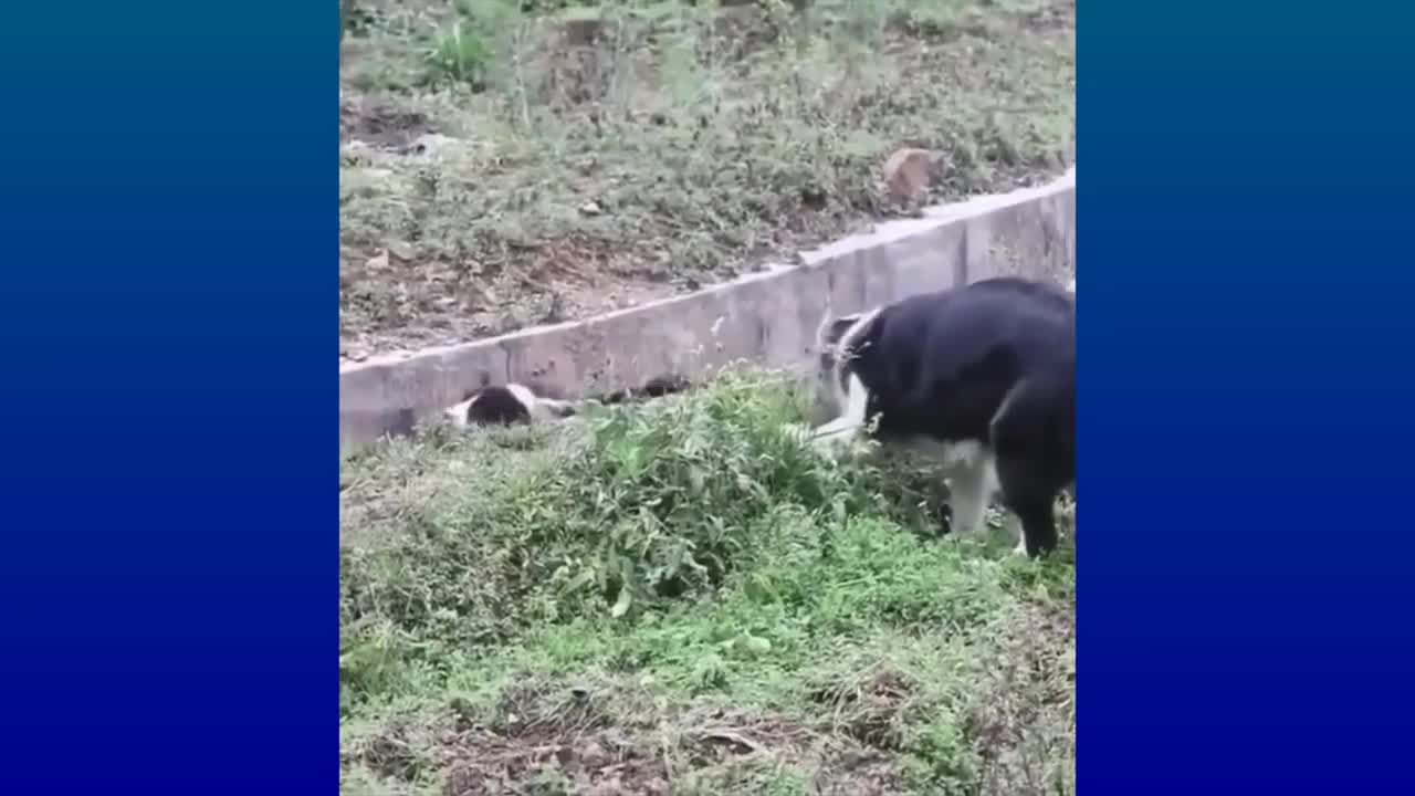 Funny Adorable Pet.