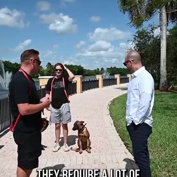 Belgian Malinois or German Shepard?