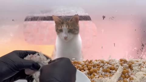 #cat #funny #eat