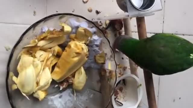 parrots learning to eat