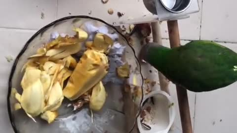 parrots learning to eat