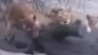 baby elephant killed by Lion pride #shorts #elephantbabyvslion